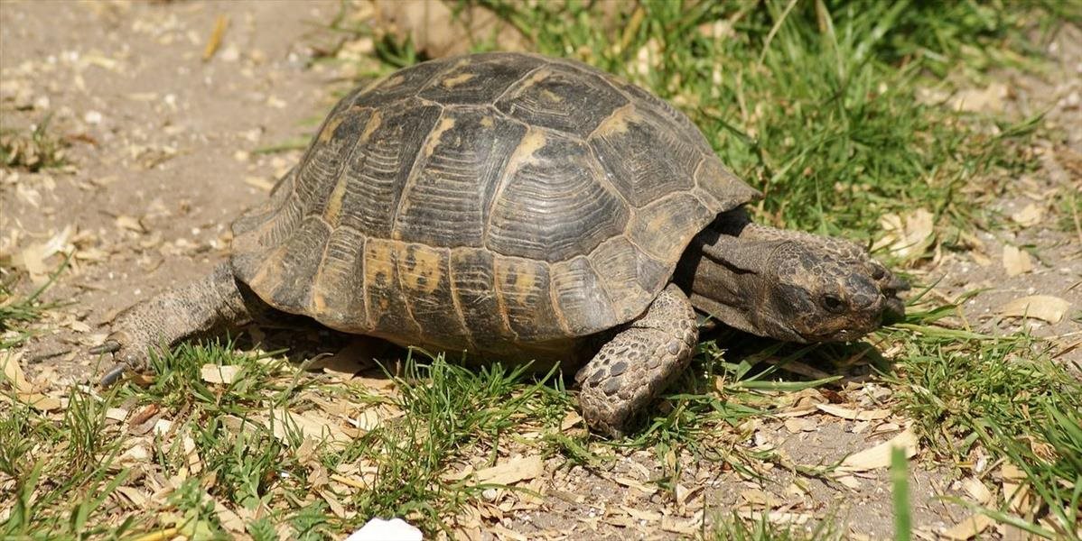 Jediná pôvodná slovenská korytnačka je kriticky ohrozená
