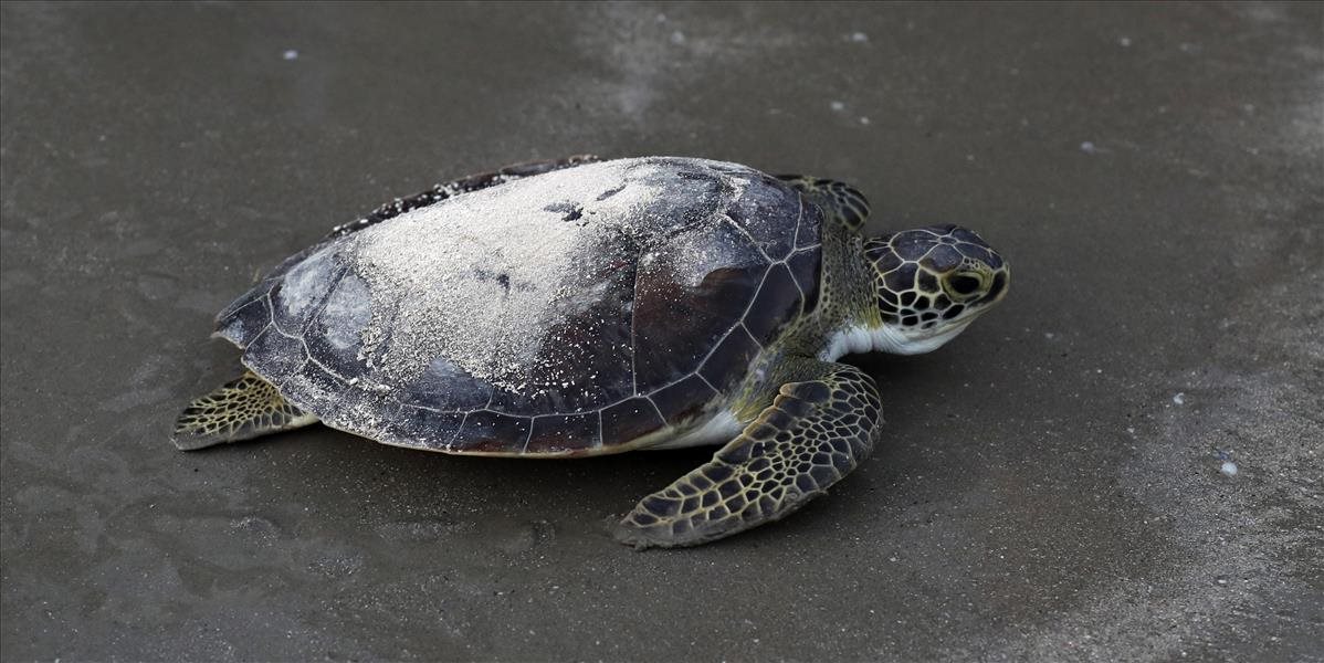 Svet oslavuje deň korytnačiek, v SR je jediný pôvodný druh kriticky ohrozený