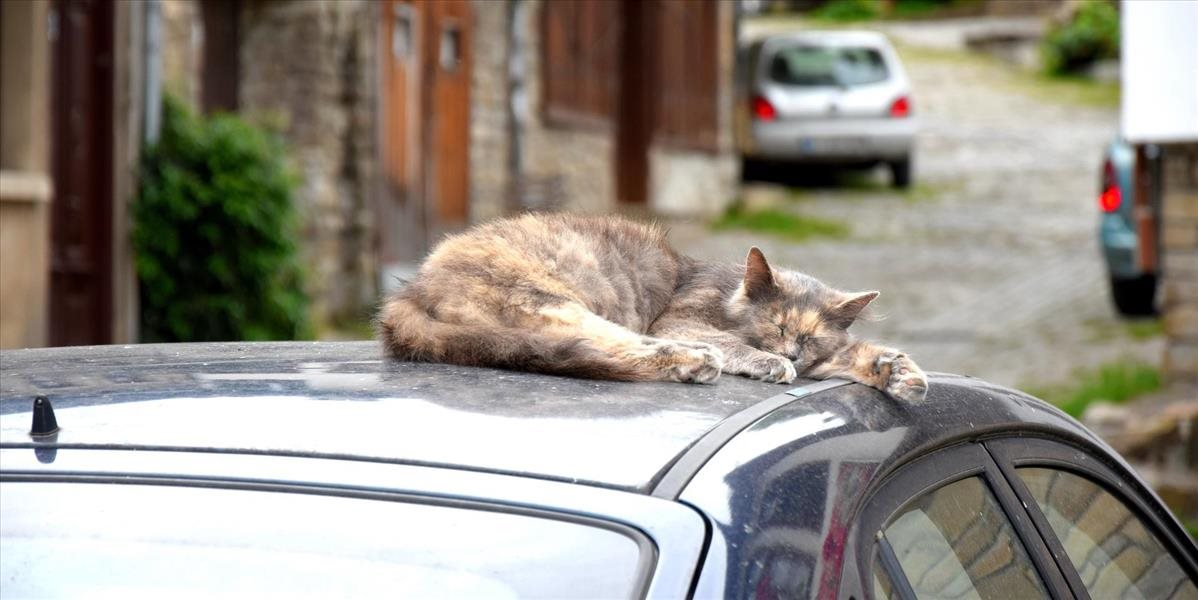 VIDEO Mačka sa viezla na streche auta, ktoré uháňalo 100-kilometrovou rýchlosťou!