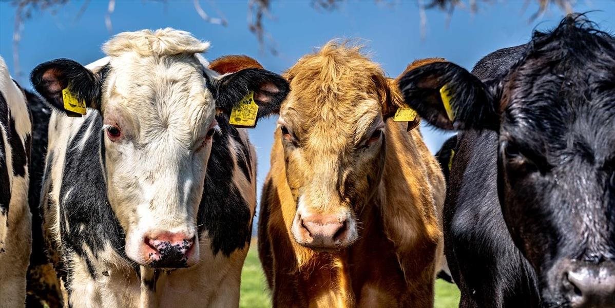 Nový Zéland zabije 150-tisíc kráv, aby zabránil bakteriálnym ochoreniam dobytka