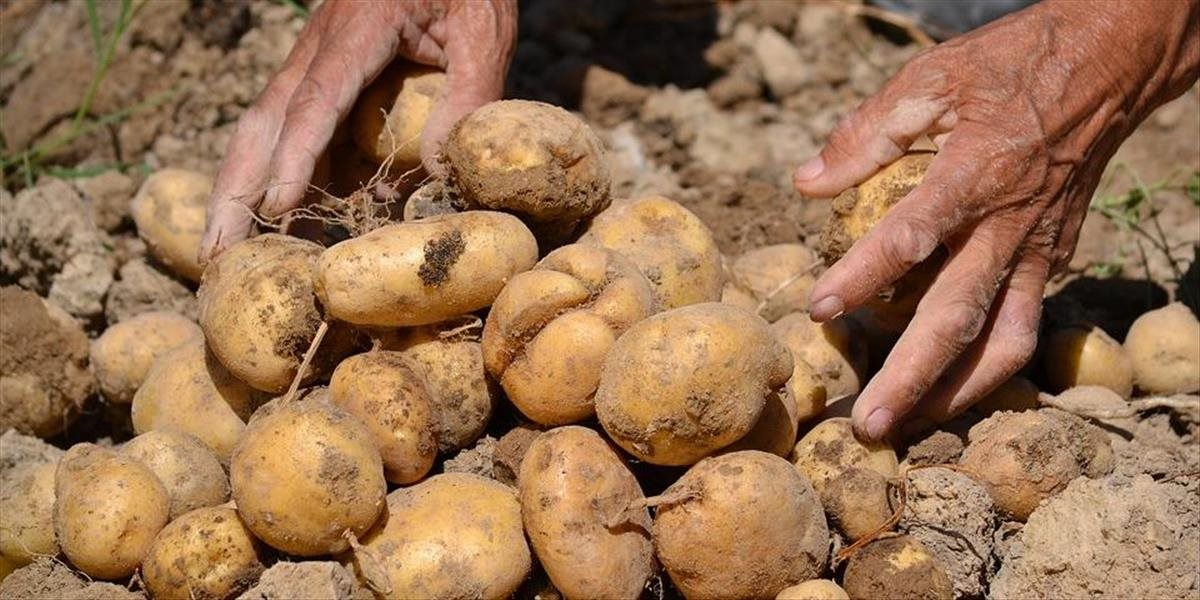 Peru dalo svetu zemiaky, slávi ich osobitným dňom (dokumentačný materiál)
