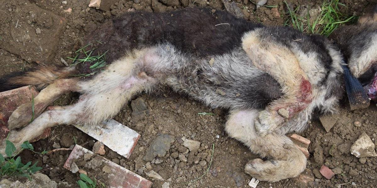 FOTO Polícia vyšetruje prípad na smrť utýraného šteniatka