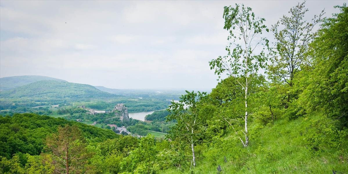 Lesy SR chcú v bratislavských lesoch vyťažiť najviac dreva za posledných 7 rokov