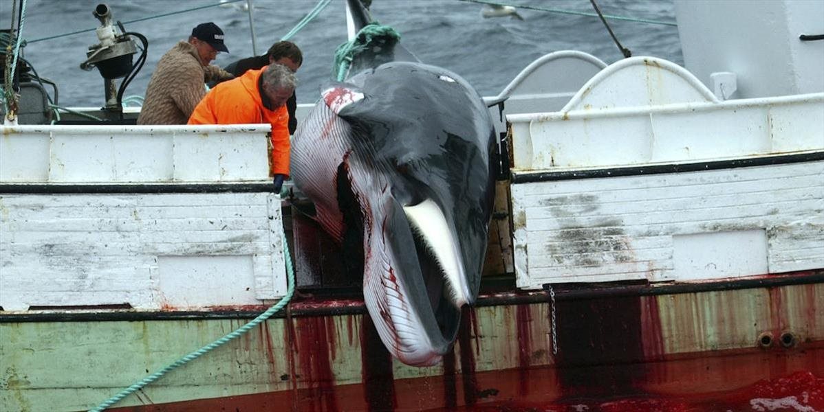 Japonsko napriek ostrej kritike zo strany OSN ulovilo v antarktických vodách 333 veľrýb
