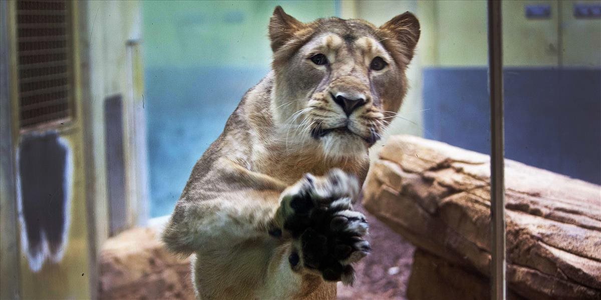Nebezpečné šelmy, ktoré unikli zo zoo v Porýní-Falcku, už pochytali