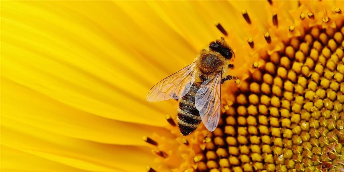 Eurokomisia predstavila iniciatívu na zabránenie úpadku opeľujúceho hmyzu