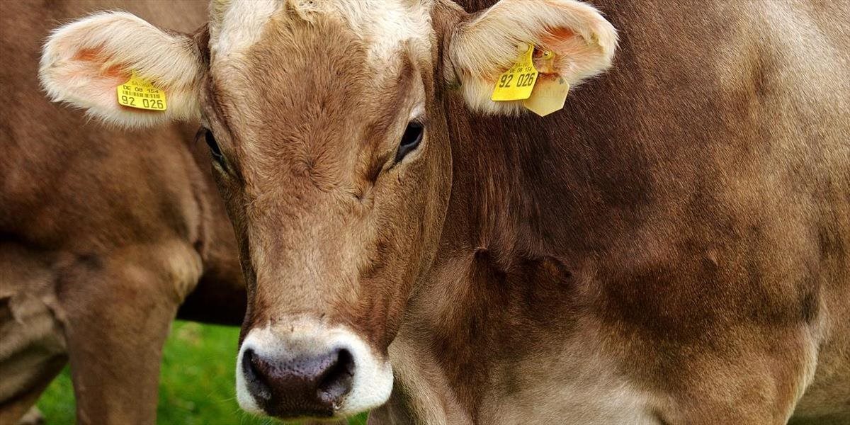 Toto VIDEO nie je vtip: Bulharská krava sa zatúlala do Srbska, musia ju preto utratiť
