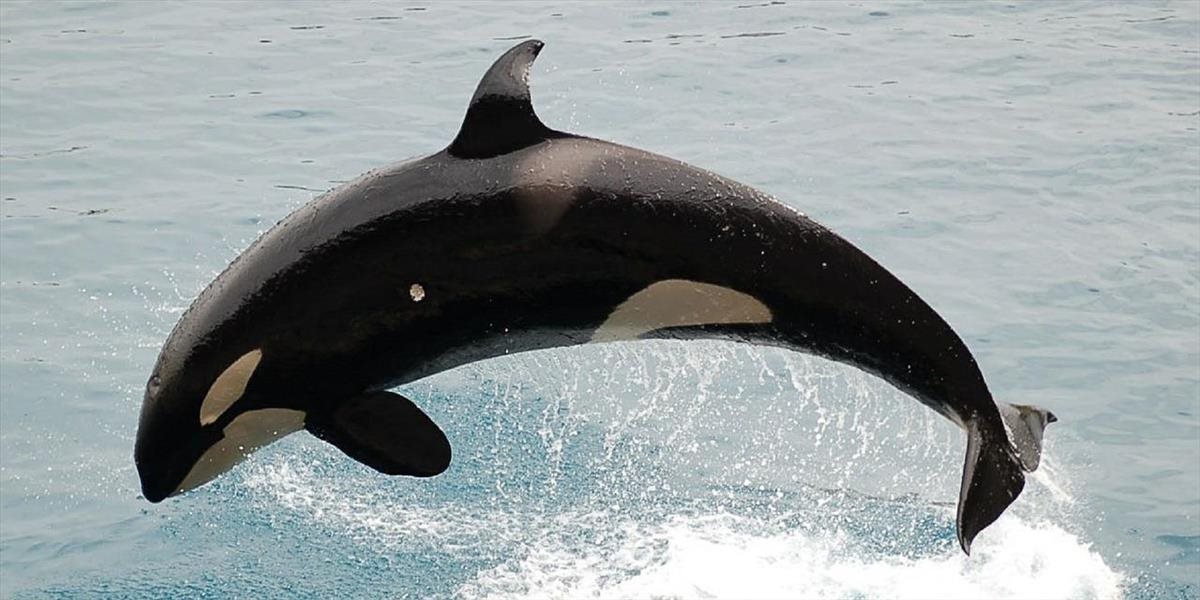 Veľrybu zabili plasty, našli jej v bruchu osem kíl igelitových tašiek