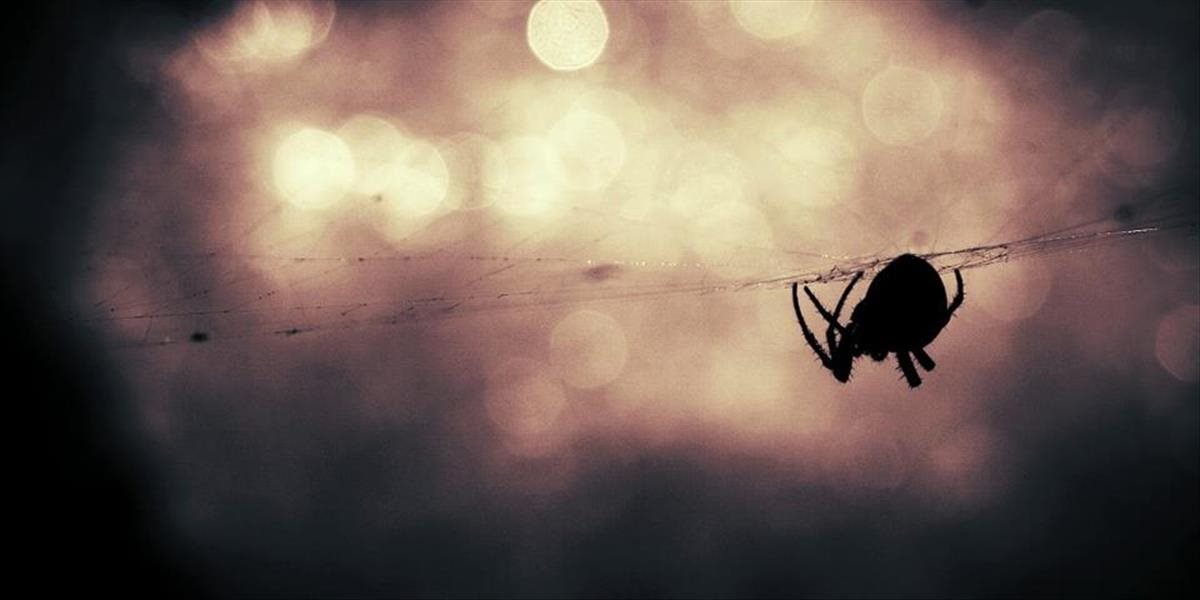 FOTO Mladá žena sa panicky bála pavúkov: Neuveríte, čo urobila, keď jedného našla vo svojom dome!