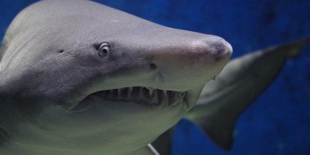 VIDEO Žralok chlapcovi odhryzol penis a časť stehna!