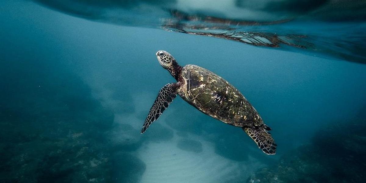 Muž vo Vietname vypreparoval 7000 chránených morských korytnačiek: Za toto ich vymieňal!