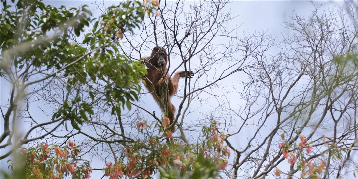 V tropickom lese, kde žijú kriticky ohrozené orangutany, ťažia drevo napriek zákazu