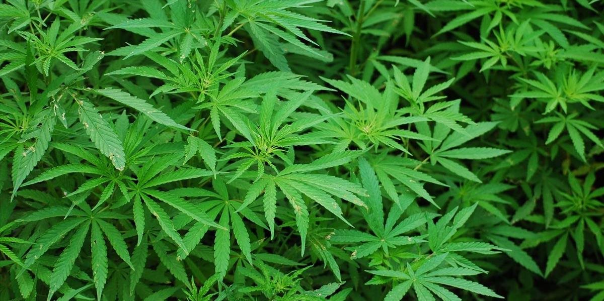 Policajti v Grécku odhalili neďaleko letoviska veľkú marihuanovú plantáž
