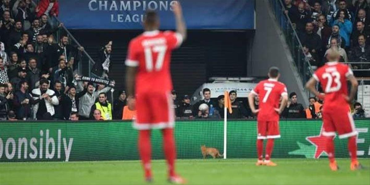 Za zatúlanú mačku musí istanbulský klub zaplatiť vyše 30-tisícovú pokutu!