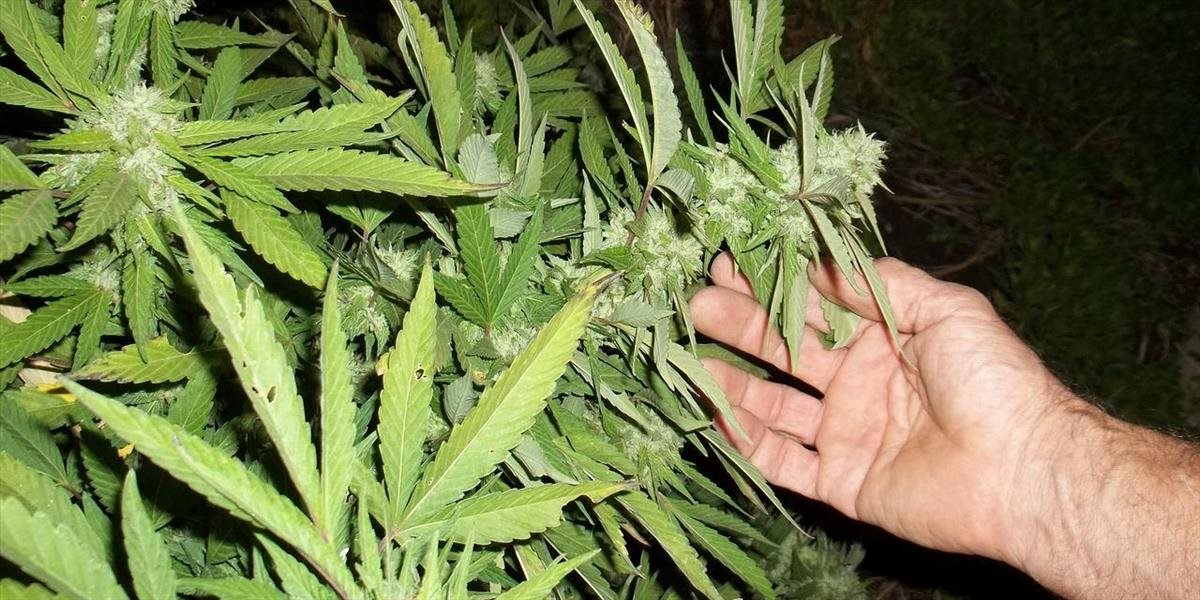 Kanadský senát schválil legalizáciu marihuany, zákon bude platiť asi až od jesene