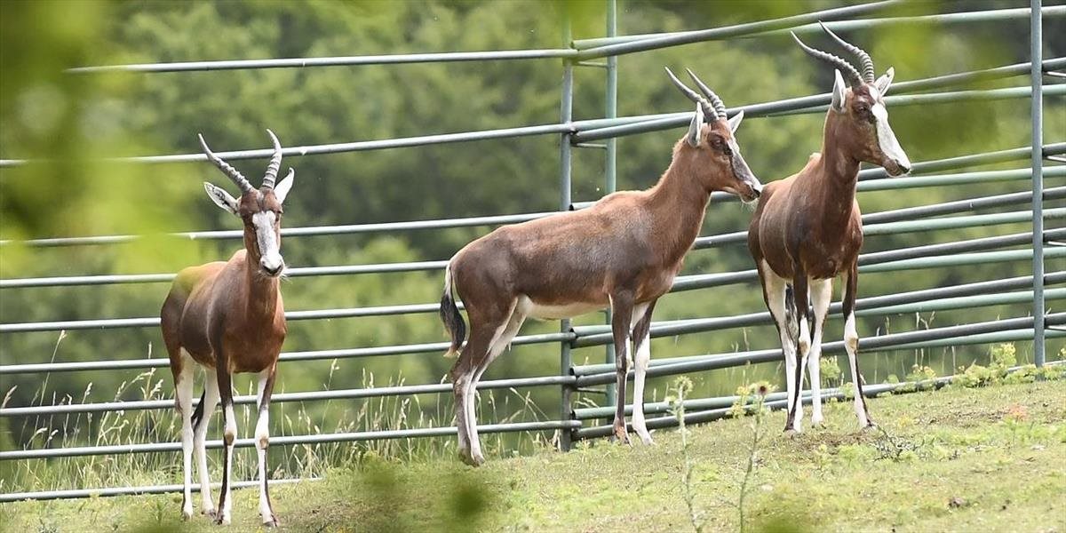 V Košickej zoo pribudli tri samice ohrozeného druhu antilopy