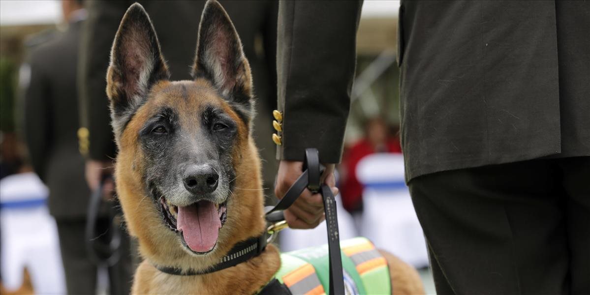 Uskutoční sa už 12. ročník majstrovstiev SR vo výkone policajných psov