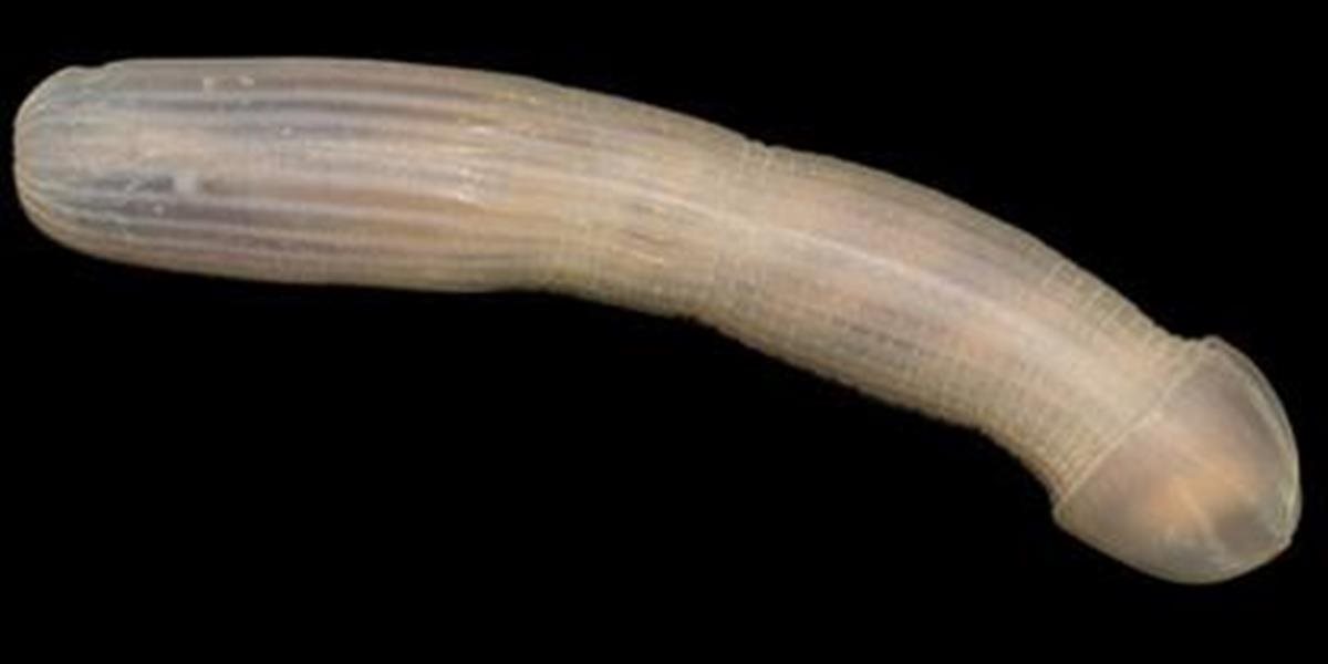 FOTO Vedci v hlbinách oceánu objavili nepoznané druhy, vyzerajú veľmi bizarne
