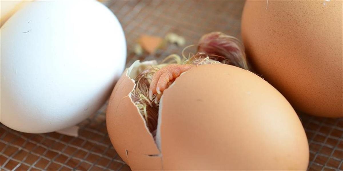 VIDEO Pokazené vajcia vyniesli na smetisko, o pár dní ho zaplavili stovky kuriatok!