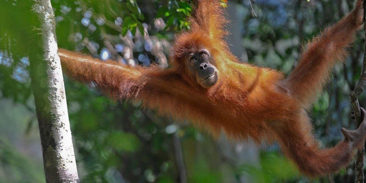 Pri pohľade na toto VIDEO vám pôjdu slzy do očí: Zúfalý orangutan vlastným telom bráni svoj strom!