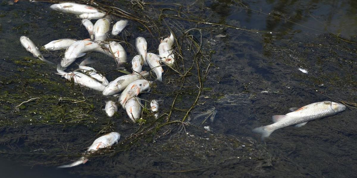 Ryby v Malom Dunaji uhynuli pre nedostatok kyslíka, potvrdila SIŽP