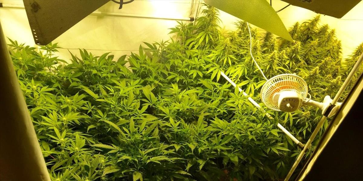 FOTO V rodinnom dome našli laboratórium na pestovanie marihuany