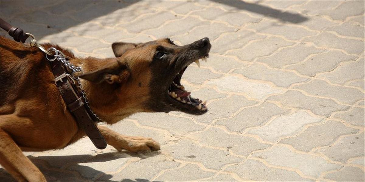 V kauze na smrť psami dohryzeného muža padol právoplatný verdikt