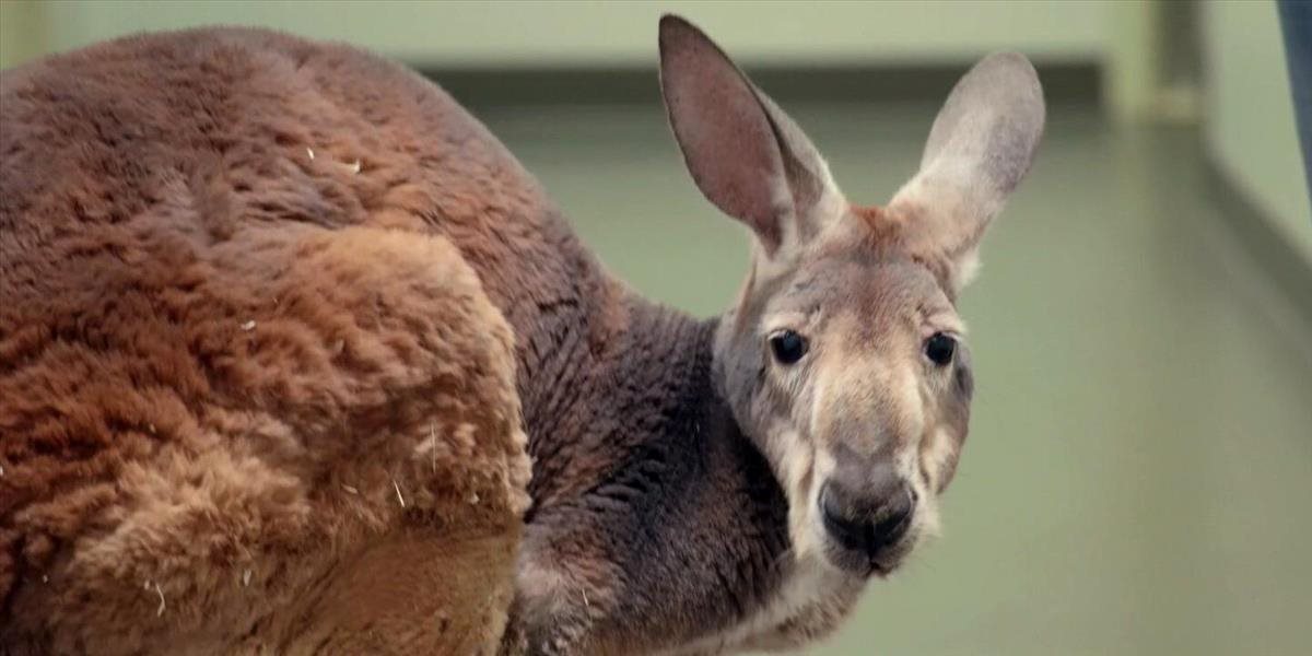 Policajti v Česku chytali kenguru, ktorá sa mesiac túlala po Jizerských horách