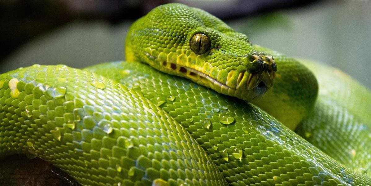 VIDEO Farmár utekal s hadom zahryznutým v nohe niekoľko kilometrov do nemocnice