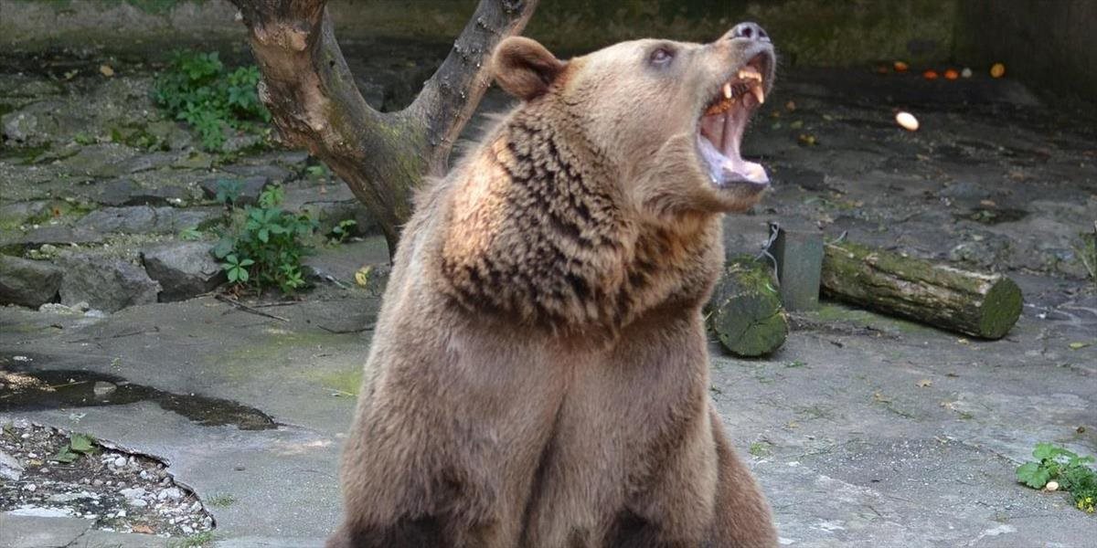 VIDEO Medveď počas šou v cirkuse napadol svojho trýzniteľa