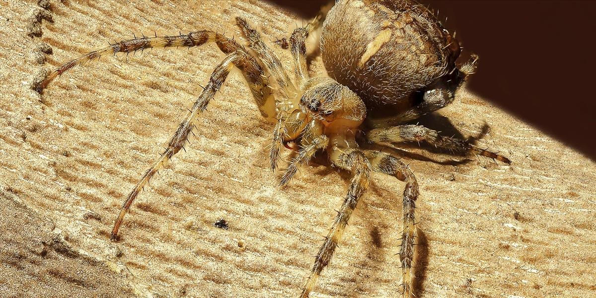 V opustenom kufri na letisku v Düsseldorfe našli 22 veľkých pavúkov