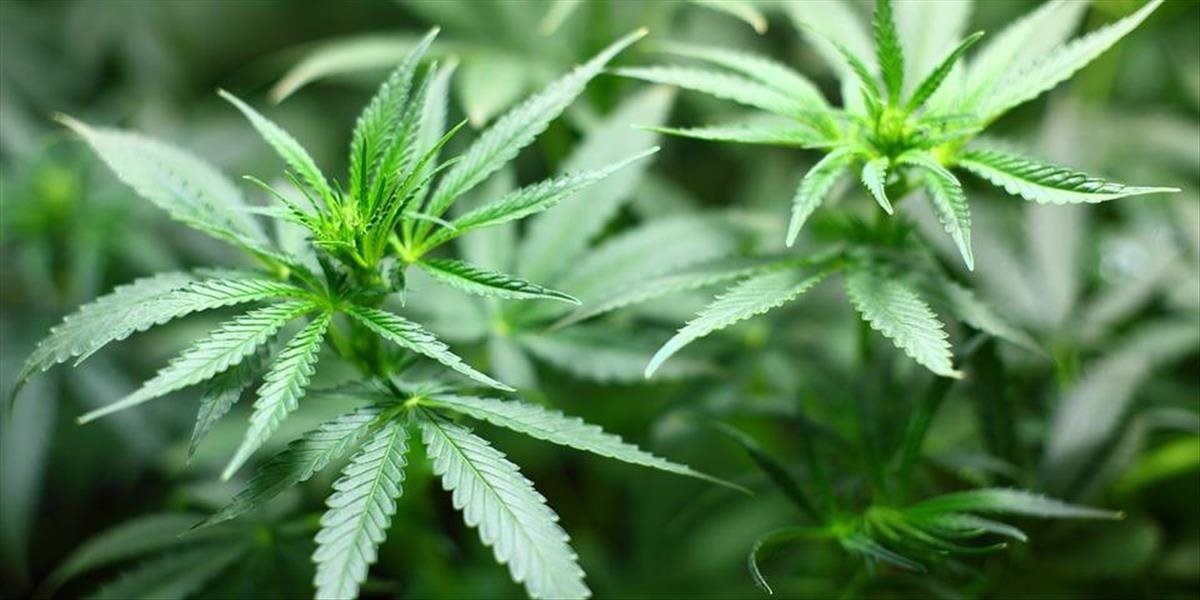 Kanadský Senát schváil použitie marihuany aj na rekreačné účely: Zákon vstúpi do platnosti v septembri