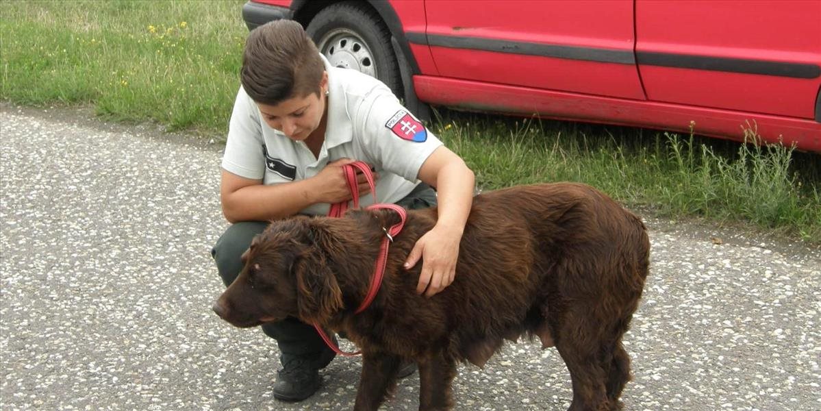 Policajtka zachránila týranú fenku, ktorá prišla o šteniatka