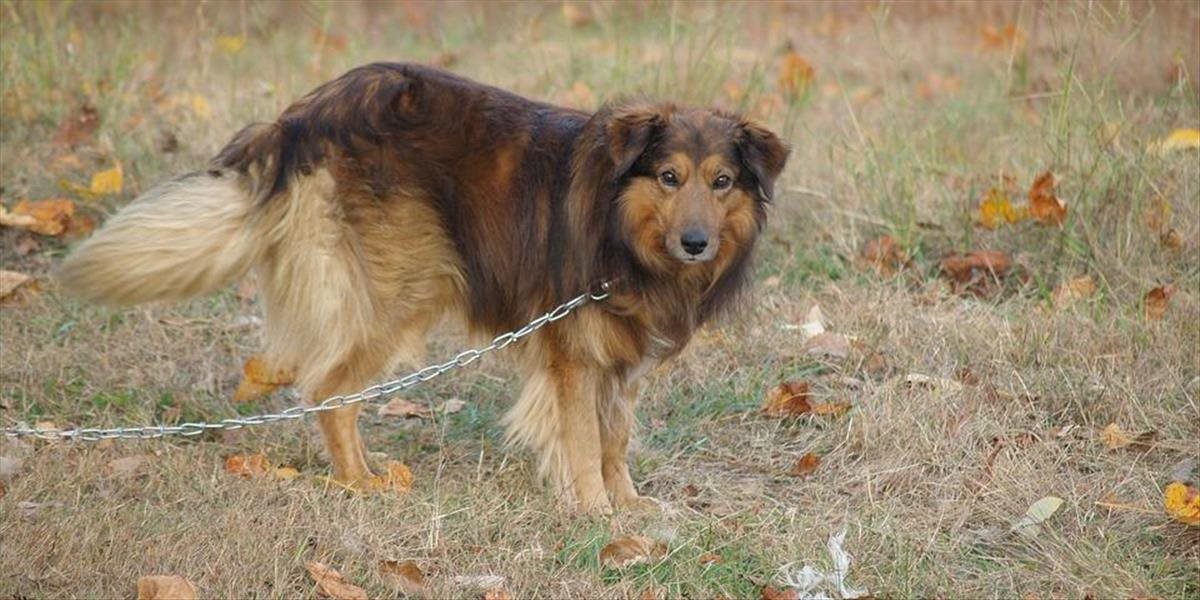 Petíciu za zákaz držania psov na reťazi možno podpísať do októbra