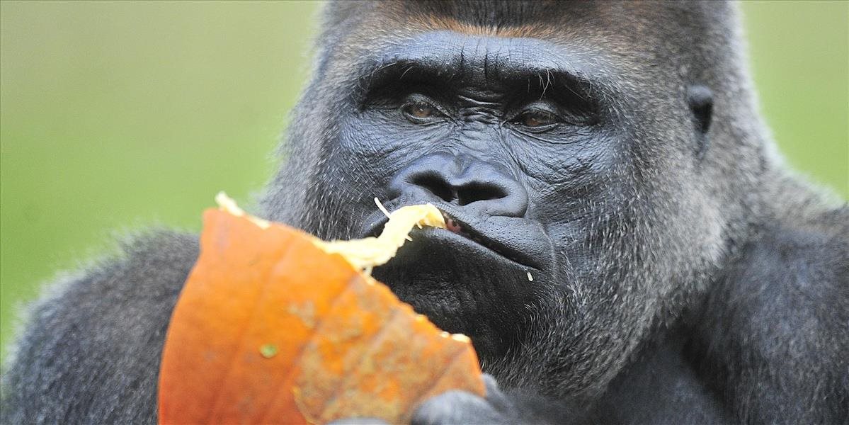 Zomrela gorila Koko, ktorá ovládala znakovú reč