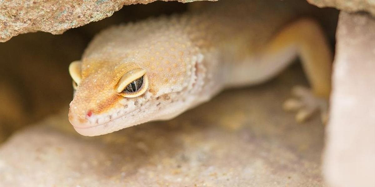 Slovenskí vedci v Stredomorí identifikovali nové druhy jašterov