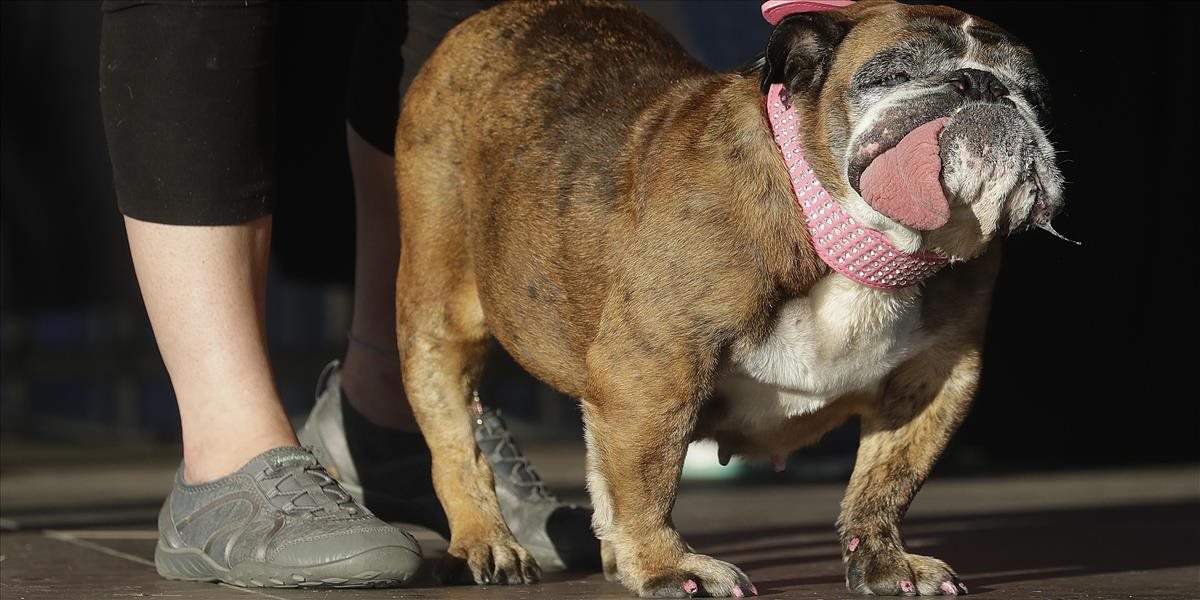 VIDEO Najškaredším psom na svete je anglický buldog Zsa Zsa