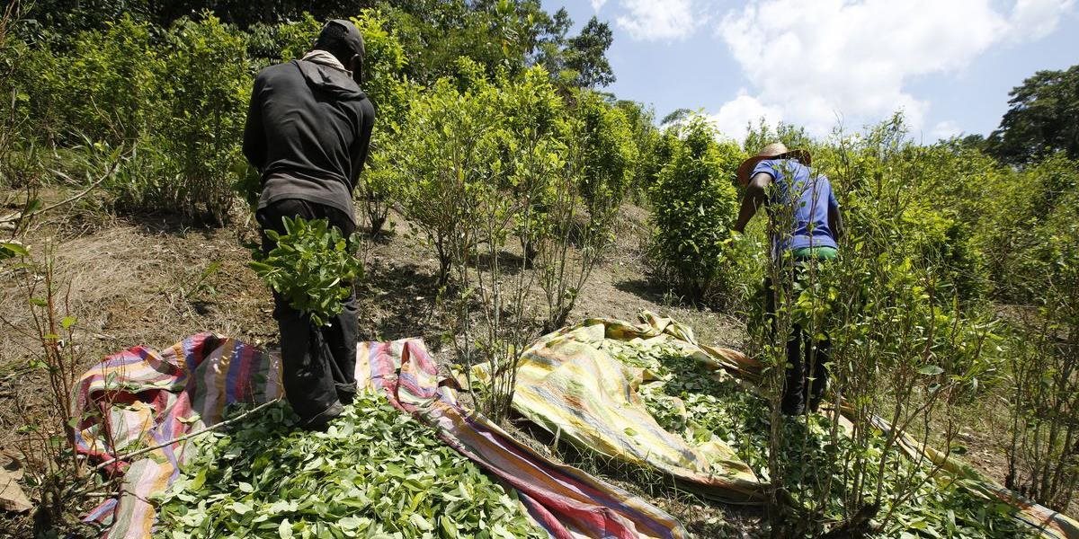 Produkcia koky v Kolumbii dosiahla rekordnú úroveň