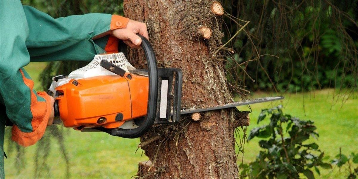 VIDEO Muž spílil strom, v jeho útrobách ho čakalo nechutné prekvapenie!