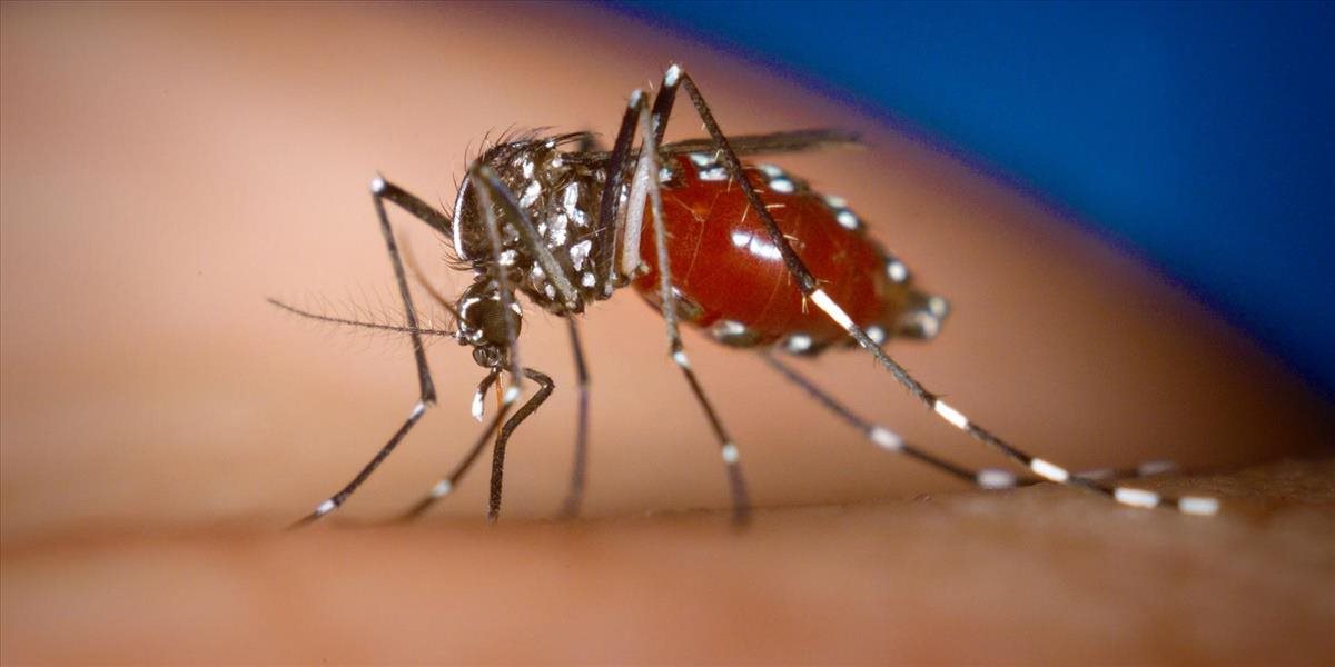 Na juhu Moravy sa objavil smrteľne nebezpečný komár! Prenáša tropické choroby