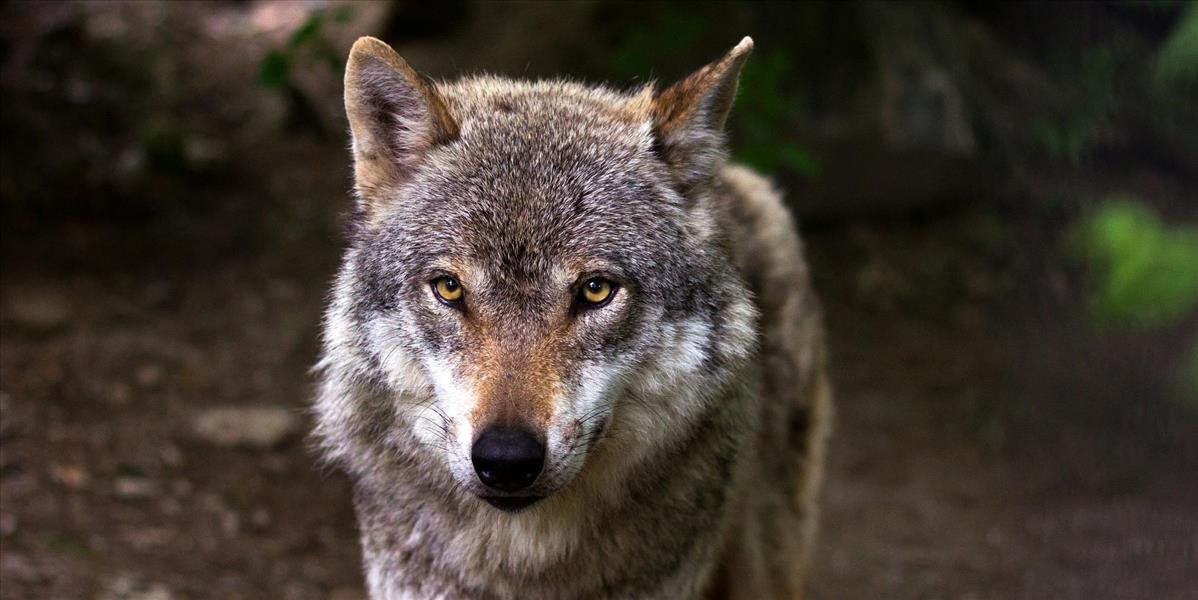 Vlk pohrýzol dve deti na juhovýchode Poľska v pohraničí so Slovenskom