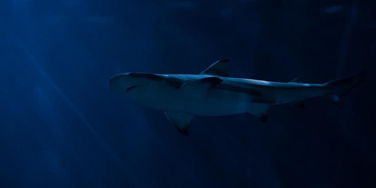 Pri Baleárskych ostrovoch prvý raz po desaťročiach zazreli žraloka modrého