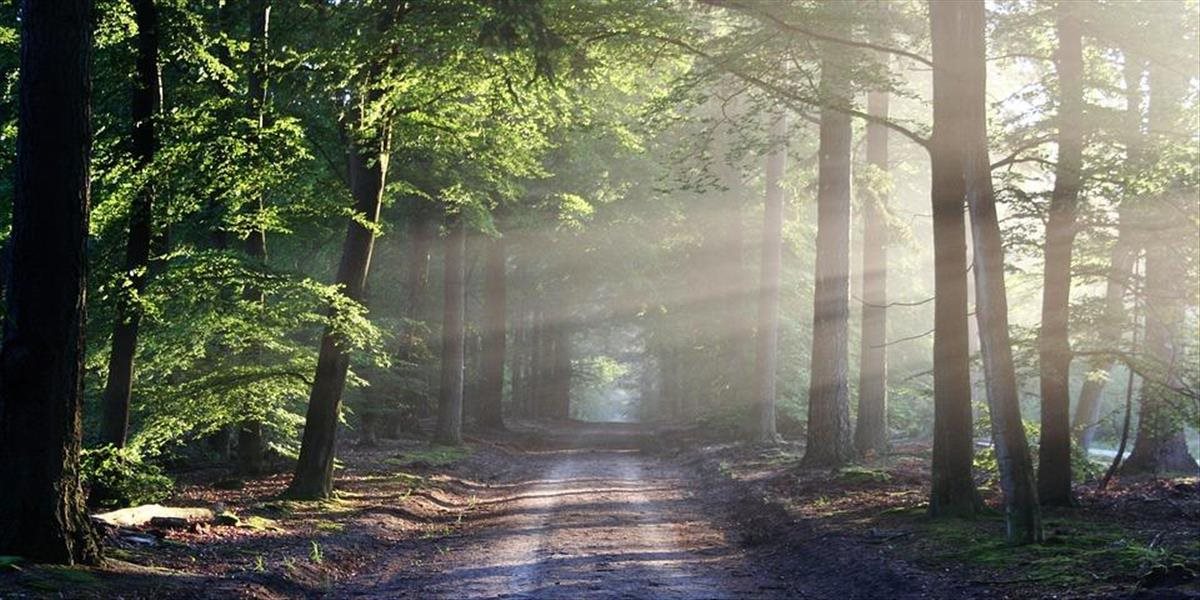 UNESCO vyzvalo SR na spresnenie hraníc Karpatských bukových pralesov