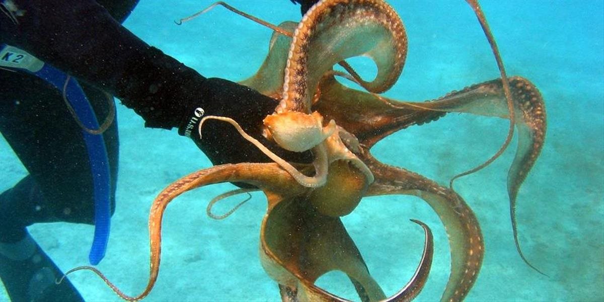 VIDEO Chobotnica sa prisala potápačke na nohu a nechcela sa pustiť