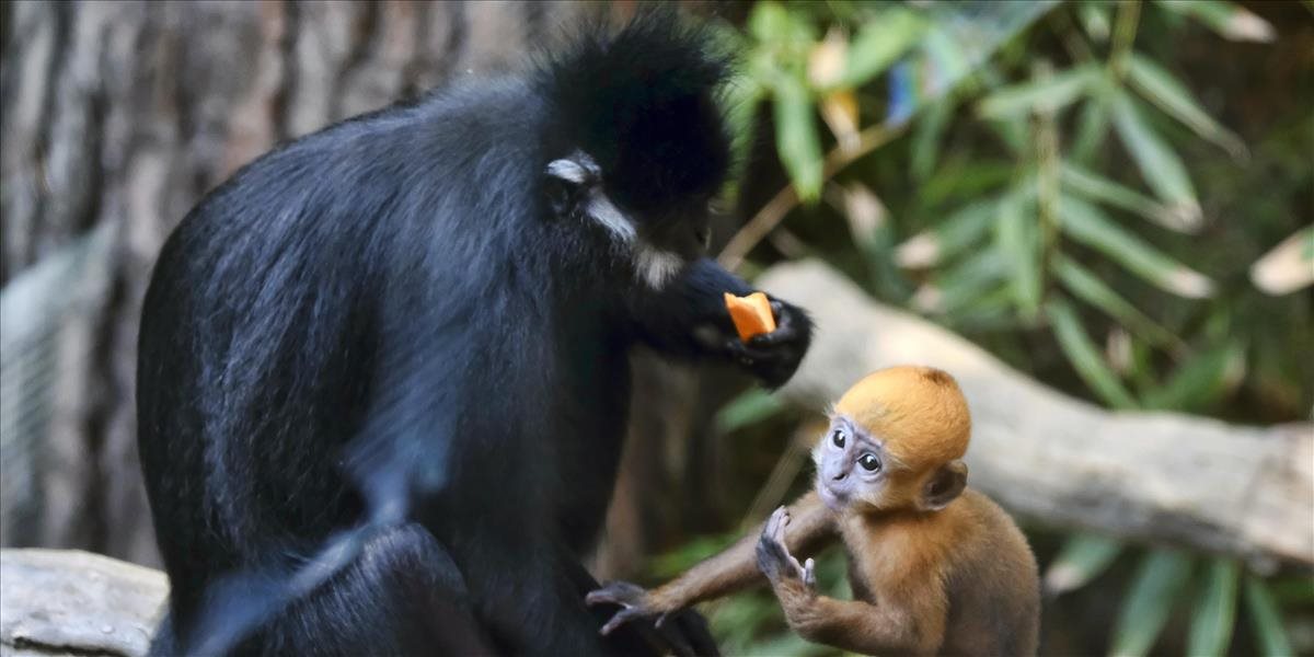 V ZOO Chleby sa narodila jedna z najvzácnejších opíc na svete