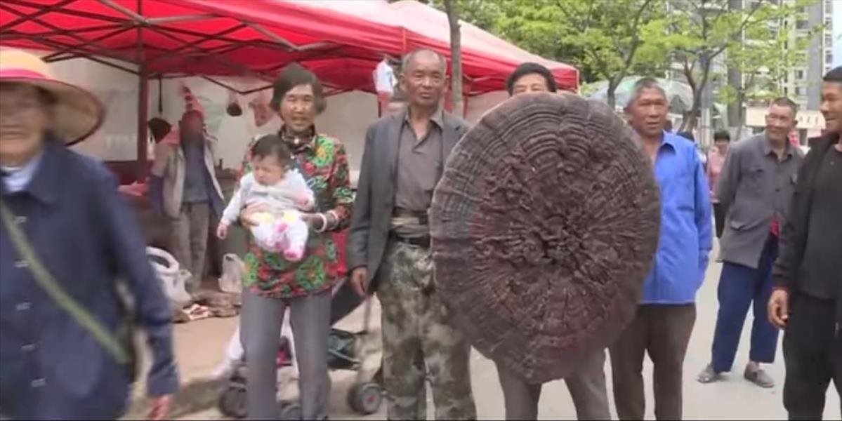VIDEO V Číne vyrástla desaťkilová huba s klobúkom veľkým ako dáždnik