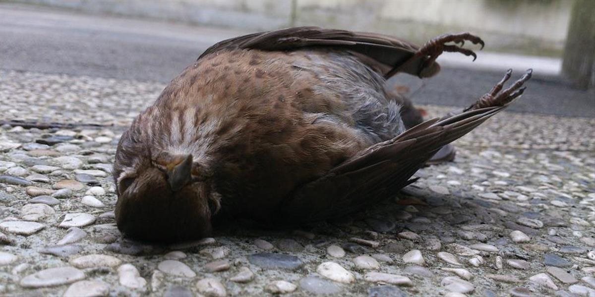 Žuvačky vypľuté na zem, môžu vtákom spôsobiť krutú a pomalú smrť