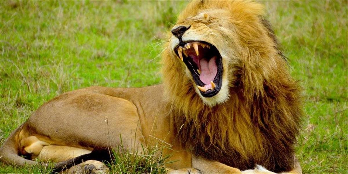 Levy v rezervácii zabili pytliakov