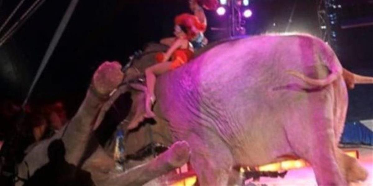 Desivé VIDEO V cirkuse sa pobili slony, jeden spadol do publika!