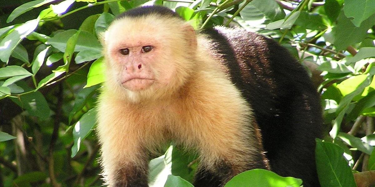 VIDEO Evolúcia v priamom prenose: Istý druh opíc začal spontánne používať kamenné nástroje!